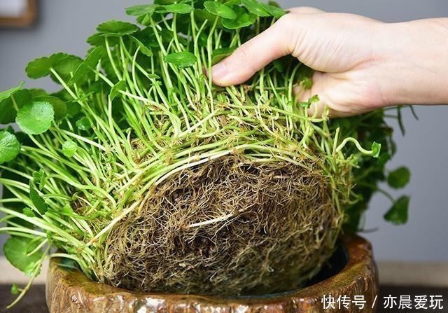生活环境|铜钱草这样去管理,叶片圆润如翡翠,盆中长满大“铜钱”!