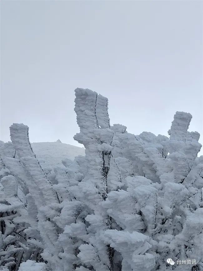 美景|天台大雷山雾凇美景玉树琼枝晶莹剔透令人神往！