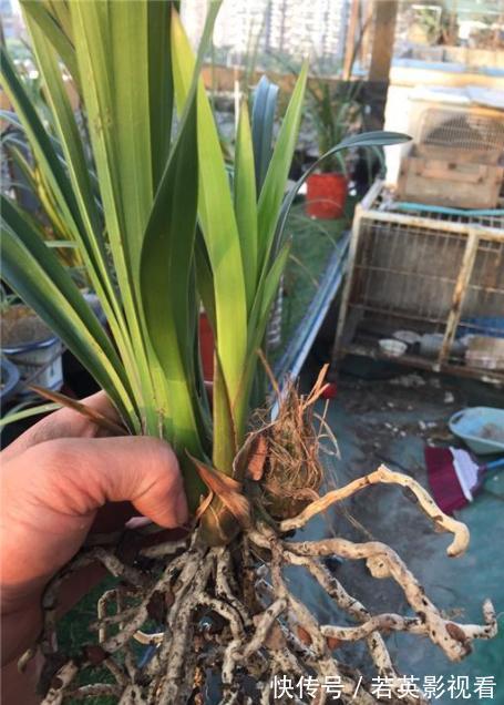 富贵竹|扔花正当时!垃圾桶边看到4种花,赶紧捡回家,一个月就能大变样