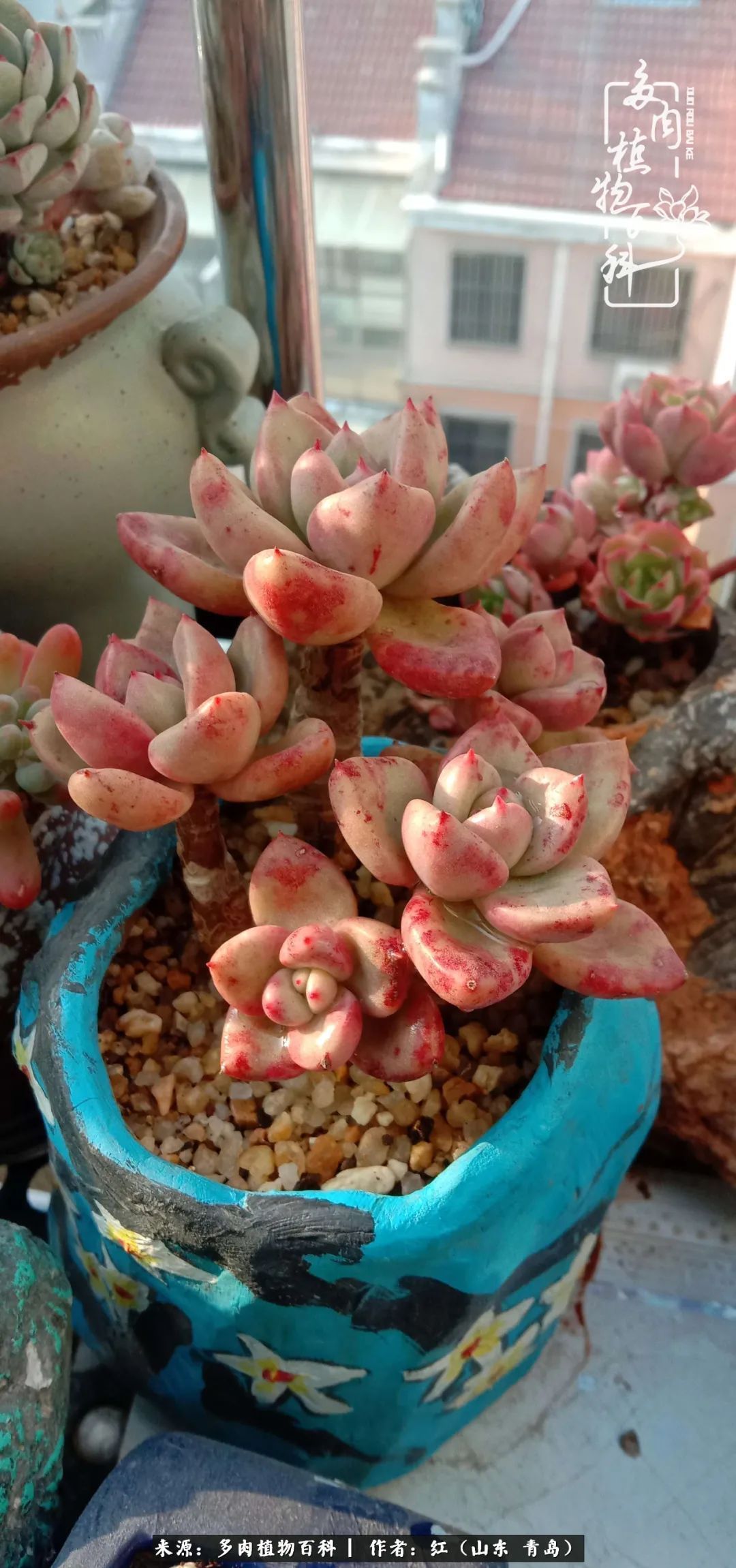 多肉度个夏,回到解放前!曾经有多美,现在就有多丑!