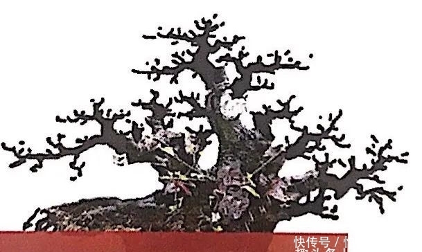 熟知雀梅习性后，临摹盆景设计案例，咱们的盆景作品指日可待！