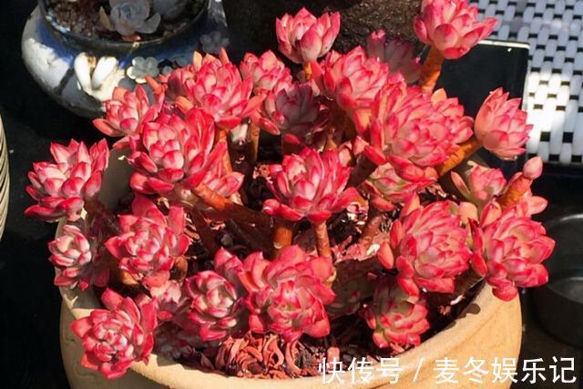 条件|如果有露养的条件,别错过这5款多肉,出了状态红似火漂亮极了