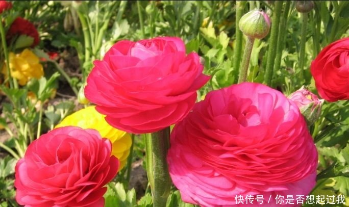 夏天养此款花卉，好养易打理，花色柔美，花朵烂漫迷人