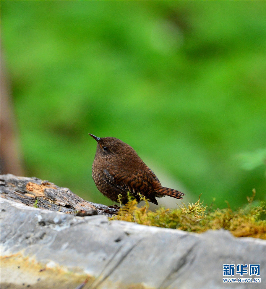 丽江老君山：鸟儿的乐园|领略生物多样性之美| 老君山