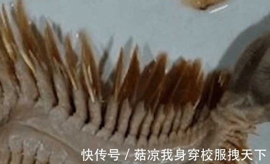 淮南子|一钓鱼爱好者，在海边钓到一条怪鱼，看清后蒙了