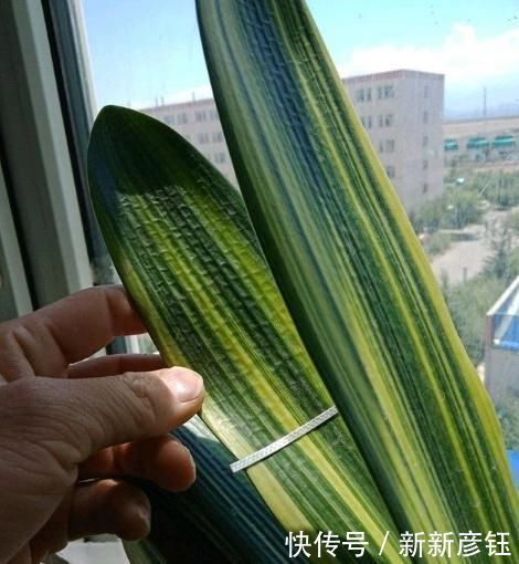 进入7月养君子兰,1看2做3注意,叶绿根壮,花开一茬又一茬