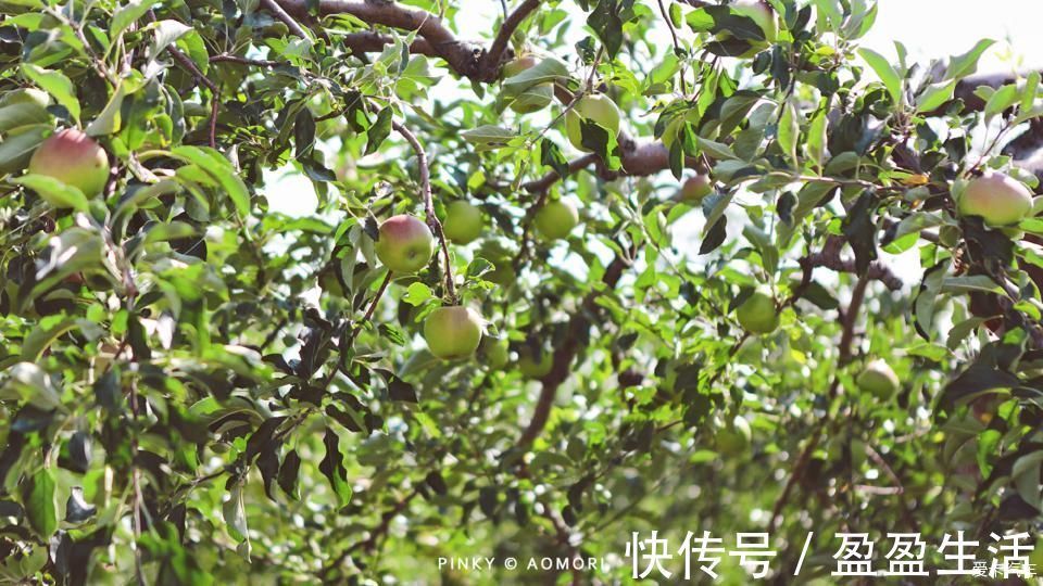 青森|日本青森夏日祭--神秘而热闹的睡魔祭