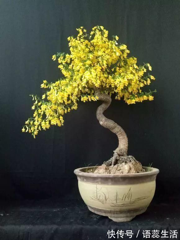 苍劲|山里的1棵老树桩,挖出来种盆里,开花后,眼睛都看直了!