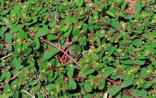 神农本草经|一种野菜是长命菜,让女性的皮肤重返活力,市场上卖的比猪肉都贵