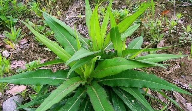  路边|农村一种野草叫“山莴苣”，路边遇见请珍惜，却是上佳的野菜