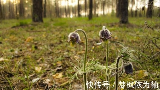 双鱼座|3天内，偶遇良人，痴情难舍，重温旧梦，终于复合，终于破镜重圆