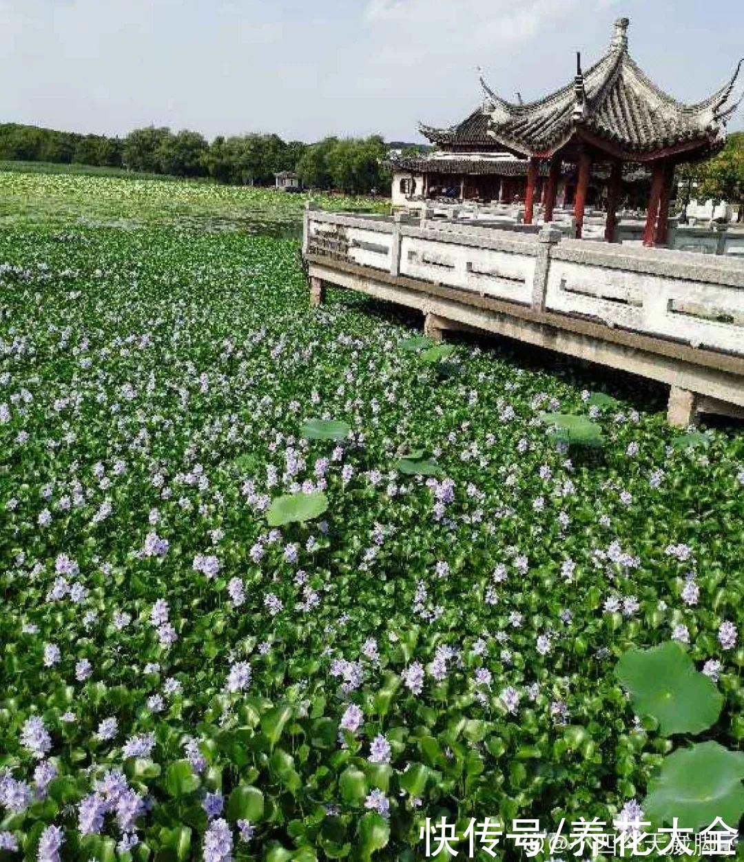 院子长出9种草，看到就铲除，留着就是大祸害