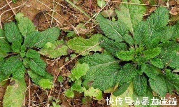 癞蛤蟆草|山坡上一种“疙瘩草”，农民见到就拔，不知是珍贵“止咳药”！