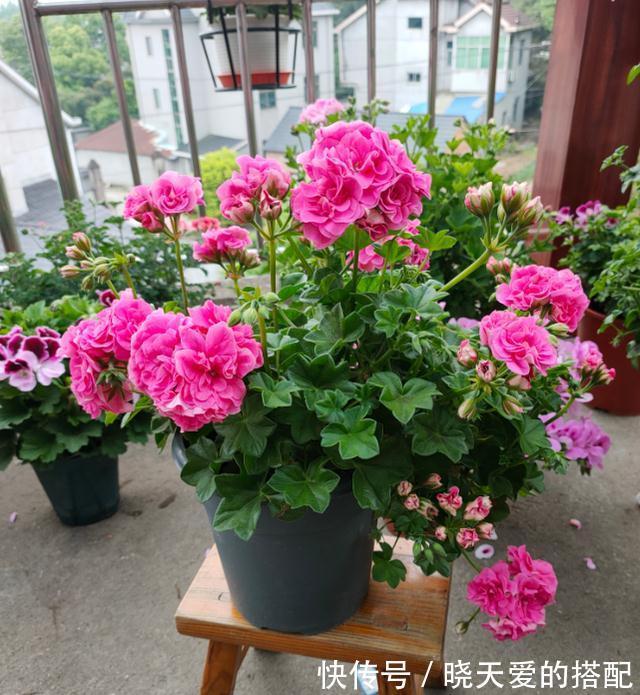 适合十月养的“14种花”,成活率高,能早日开花,喜欢别错过