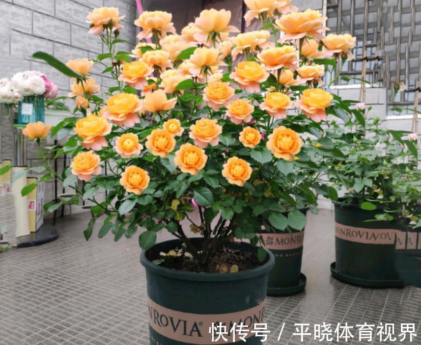 花卉|养花六年,4种花一直不舍得扔,我有喜欢它们的理由