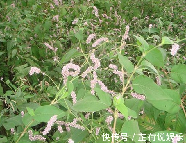 晕车症|农村里用来喂猪的野草，城里人用它来治疗晕车症，百试百灵