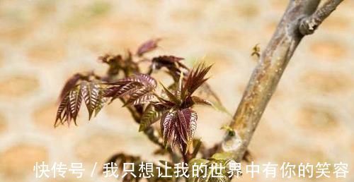 血管健康|血管堵塞不用怕,日常多食用此几物,帮你疏通血管,远离三高