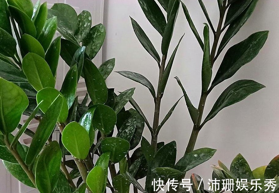 不知道金钱树有3怕2喜,只会越养越差,枝叶稀疏、不长新芽