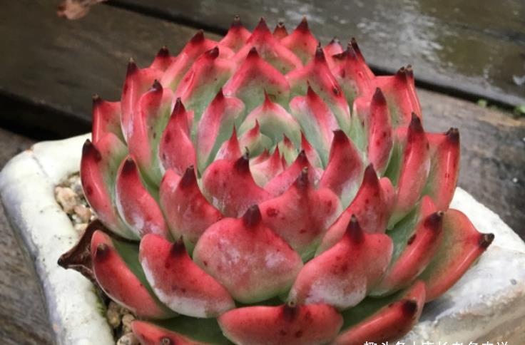 菲欧娜|不爱长杆子的多肉?试试这10个品种,我养好多年了它们还是没长高