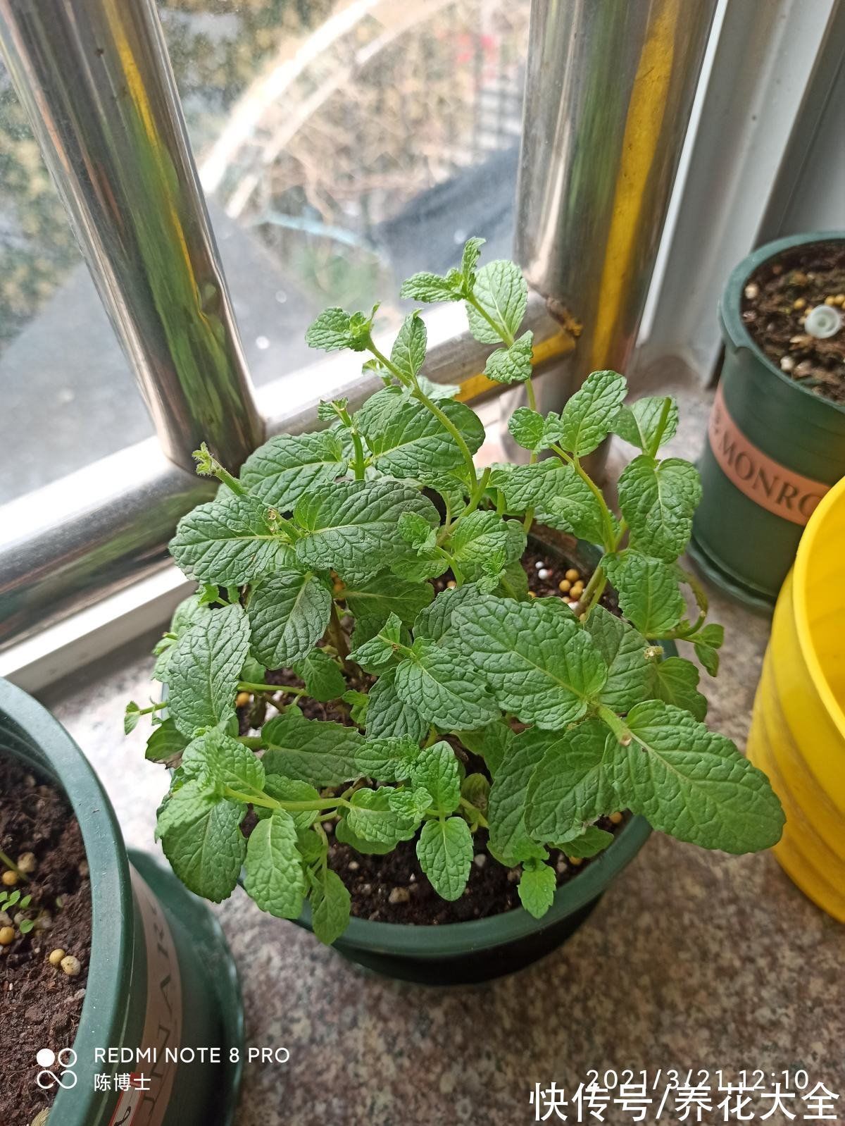 平安树|30种观叶植物,能观赏也净化空气,总有一种你养过