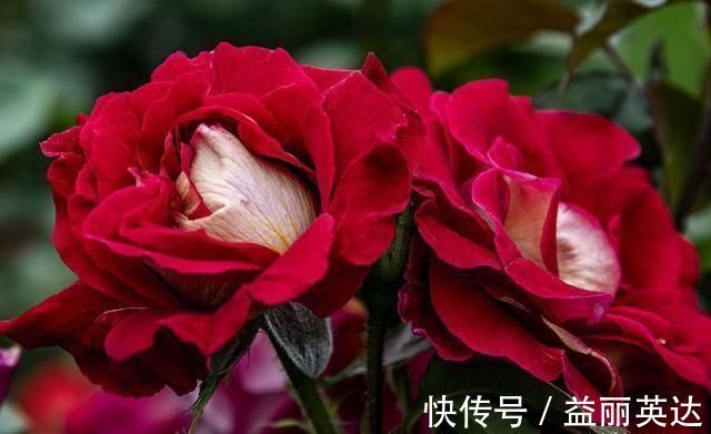 夏天养月季不能施肥别搞错,会错失好几拨花开