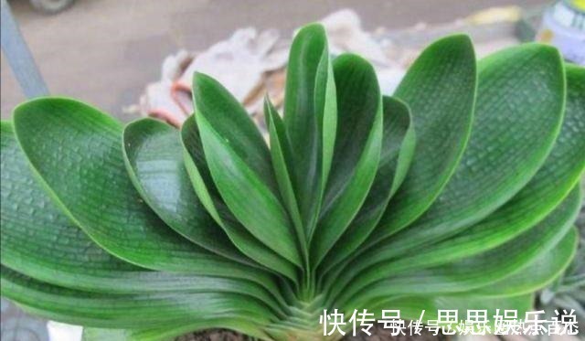 浇水|君子兰马上进入花芽分化期,做好4个细节,才能顺利开花!