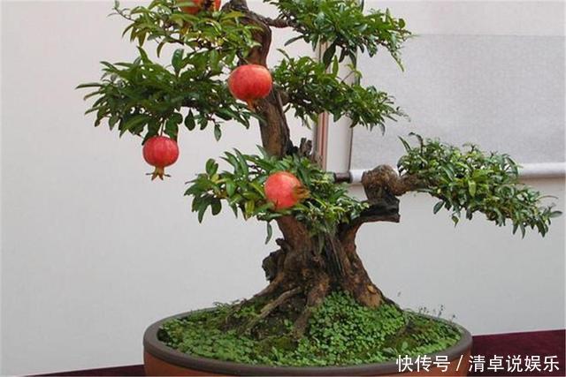 这3种果树养成盆景,放在家里观花结果两不误,寓意极好都很喜欢