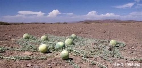 沙漠里长的西瓜，为何驴友宁愿渴死也不吃当地人吃了会有麻烦