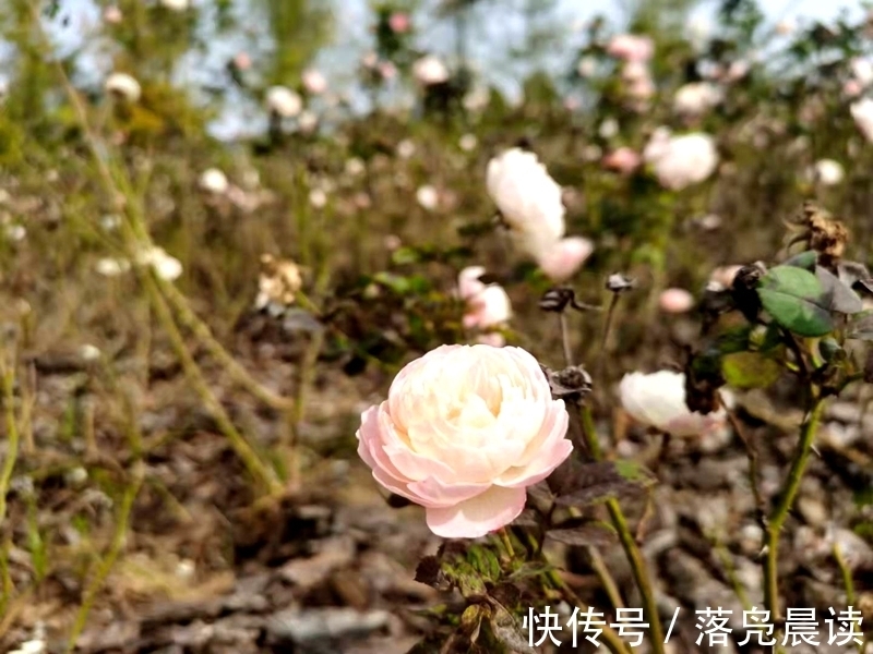 网红达人|郑州西流湖公园初现网红花海数公顷各色花卉芳香扑鼻