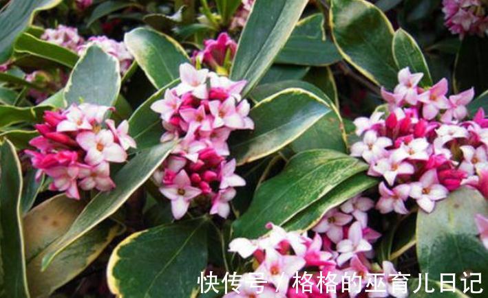 入冬瑞香做好“2足1勤”,不仅开花多,而且香味更足