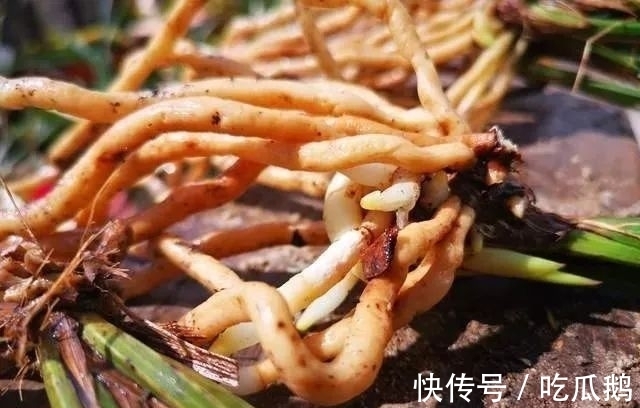 兰花发现空根，只需依照这3步操作，当年就能新根满盆