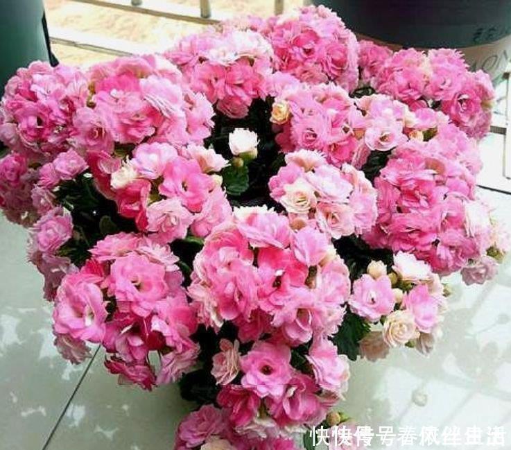 复生性|4种花适合夏天养，沾点水就疯长，开花勤还爱爆盆，美