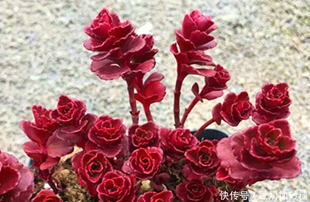 徒长|这些多肉夏天可以不遮阳,因为不容易晒伤,但遮阳很容易徒长