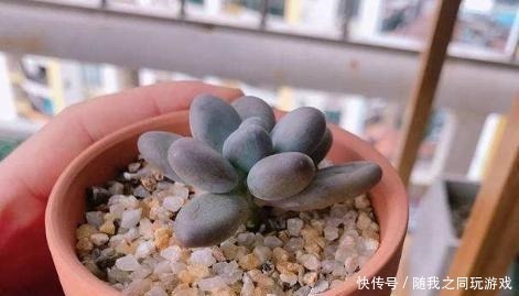 河沙|想用“河沙”养多肉,有利也有弊,这么使用才“完美”