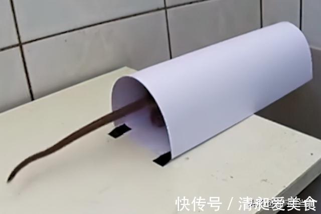 家里有老鼠别着急,教你一招,轻松抓老鼠,方法既环保又健康