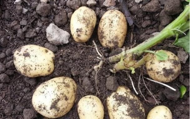 绿原酸|土豆和它是天生的“敌人”,不能一起食用,记得告诉家里人