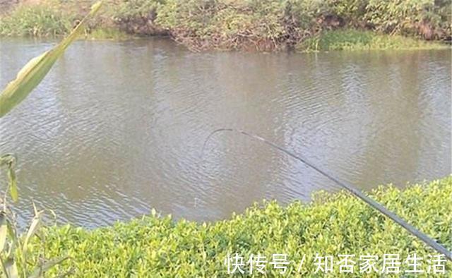 水草|野钓鲫鱼：夏季可以钓边草，秋季最好钓草洞，不是有草就有鱼