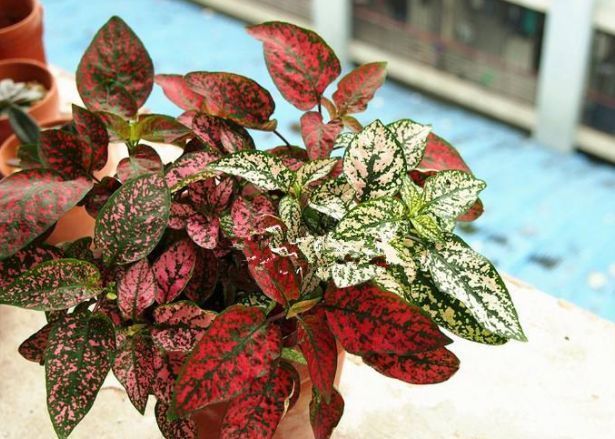 6种绿植不一般,叶比花要好看,摆在家里有格调