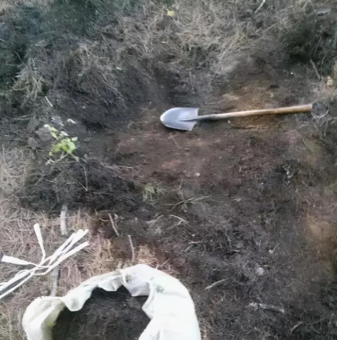 君子兰一点不长，两种傻瓜肥一上，网友养3月像养3年