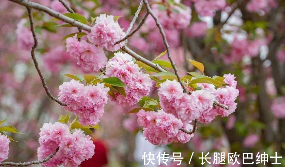 王晏媄$10首写雨诗词,《春夜喜雨》第三,《巴山夜雨》第二,哪首第一?