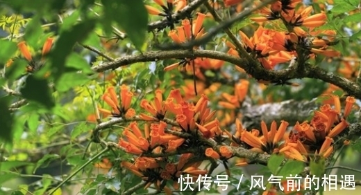 老鹰|它被哈尼族将其称之为''阿茨麻哈能'',傣族则称之为''埋糯比''