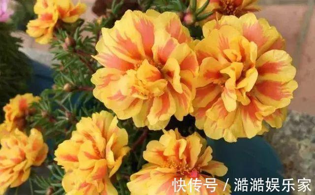 养花杀手养啥养不活这些花寓意好、皮实好养活,附养花技巧!