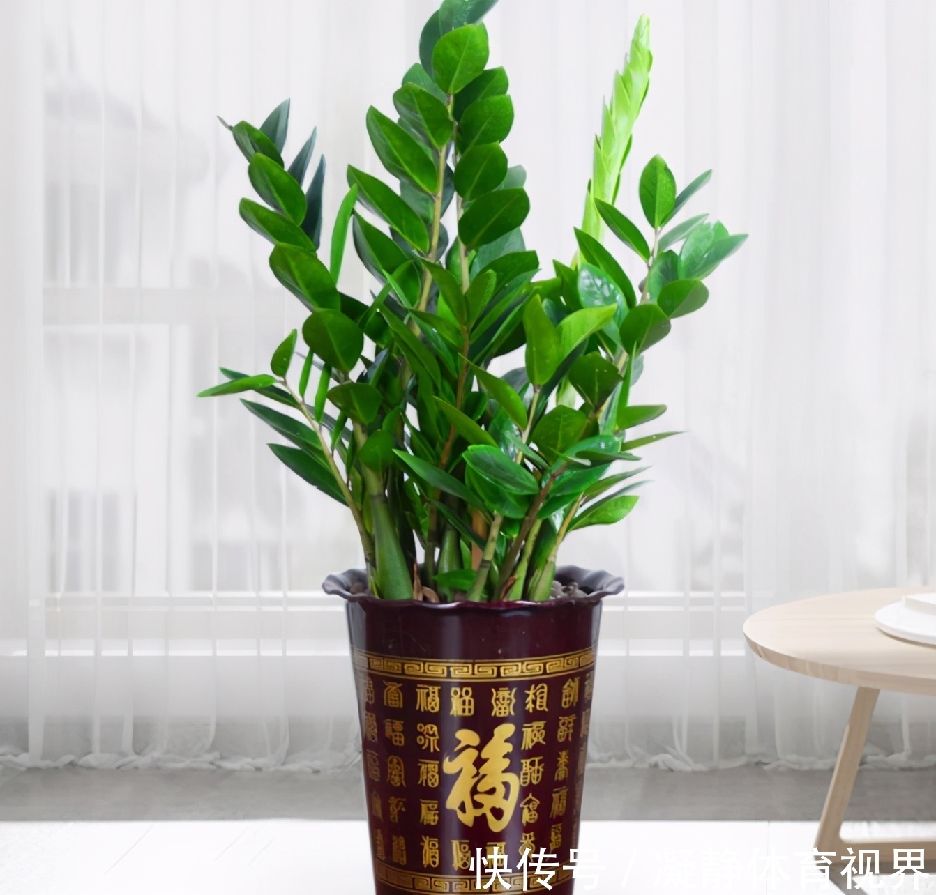 客厅养花,选4个品种错不了,有的好看,有的寓意好