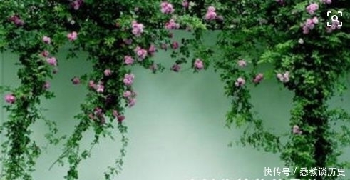 一篇没有制作成海报的诗歌 夏至 花开半夏 全网搜