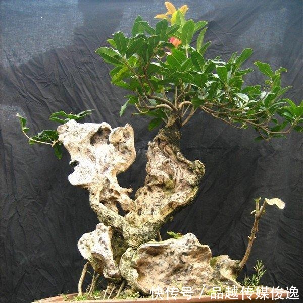 简单|桂花盆景的制作与技巧,简单易学,抓紧收藏!