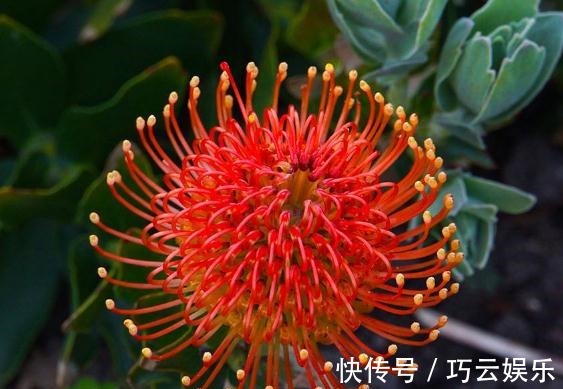 家养“帝王花”,呼呼“一巴掌”,花瓣大又艳,满盆红彤彤