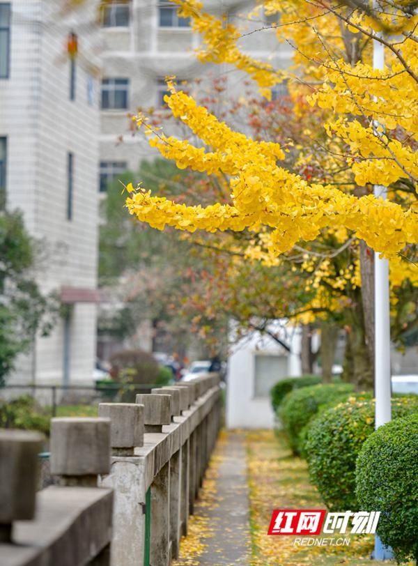  银杏|邵阳学院：冬月将至银杏依旧黄