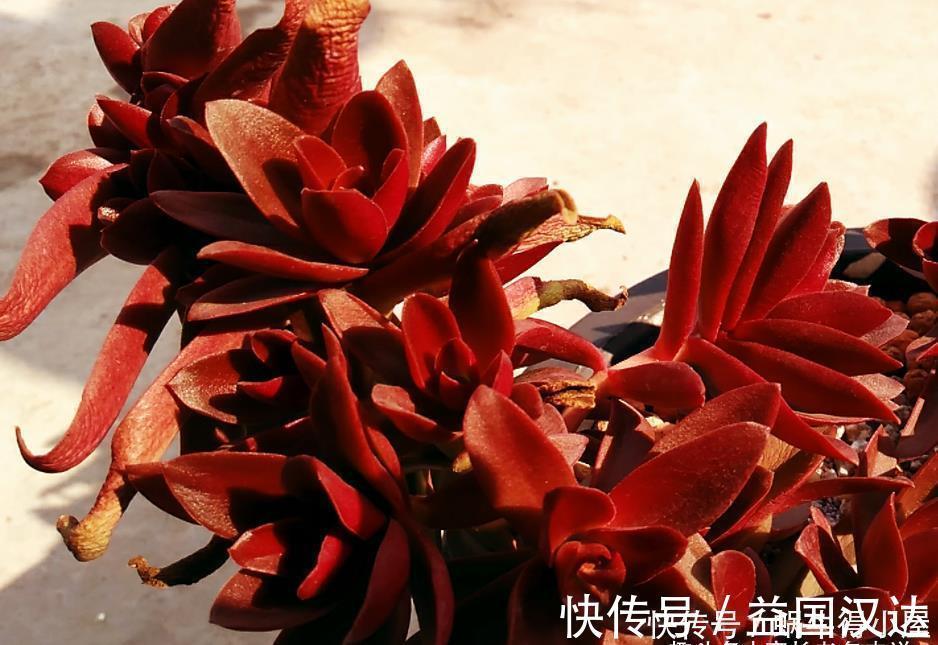 白粉病|多肉火祭算不算好品种?看完它的优点和缺点,我想大家自有定论