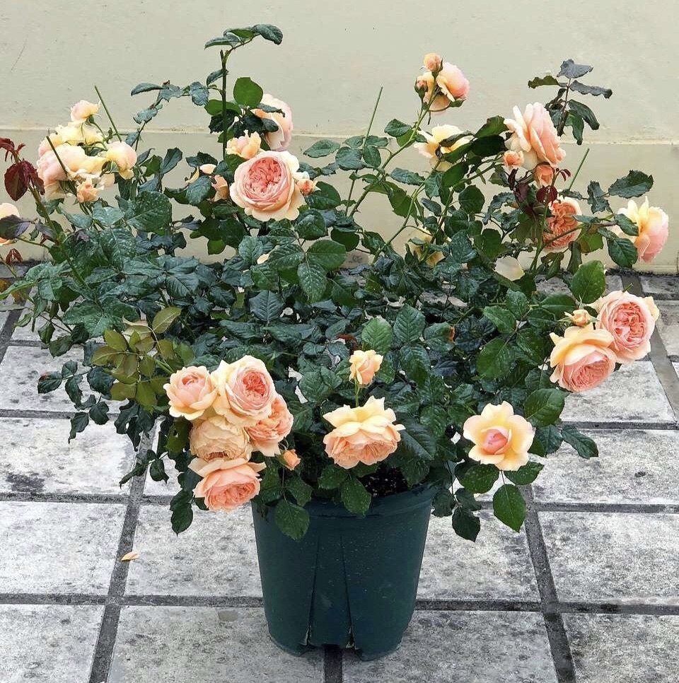 花盆|9月养月季,从3个方面“下功夫”,新芽往外窜、10月就开花