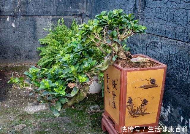 怎么让榕树盆景的根系快速变粗6种方法总有1种适合你，太棒了！